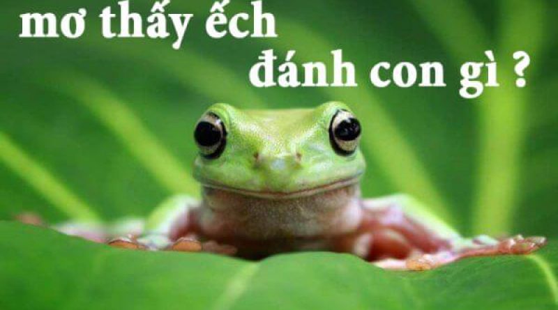 Nằm mơ thấy ếch đánh con gì, số mấy mang lại tài lộc