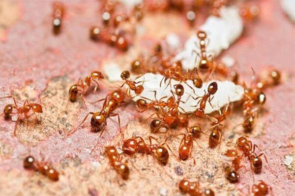 Giải Mã Ý Nghĩa Giấc Mơ Nằm Mơ Thấy Kiến