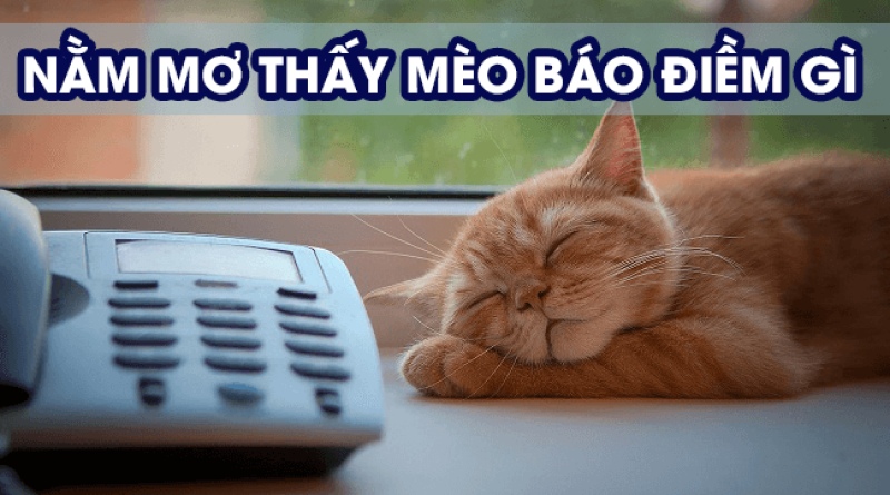 Mơ thấy mèo điềm lành hay dữ? Con số đề nào chiến thắng?