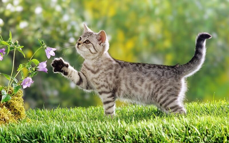 Con mèo số mấy? Nằm mơ thấy con mèo nên đánh số mấy?