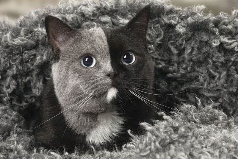 Giải mã ý nghĩa giấc mơ thấy mèo
