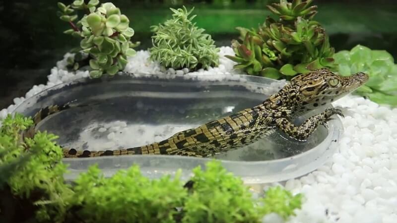 Nằm mơ thấy cá sấu đánh con gì?