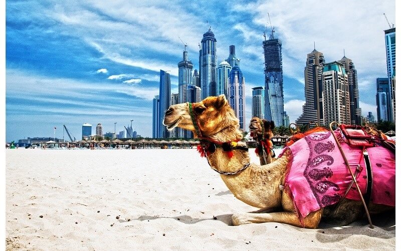 Trong tiếng Việt UAE là gì?