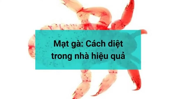Cách trị mạt gà như thế nào?