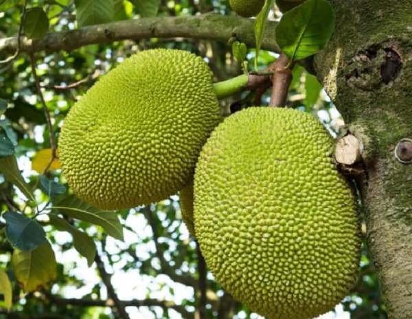 1. Nằm mơ thấy quả mít đánh con gì may mắn nhất?