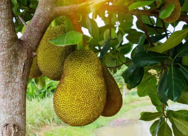 Mơ thấy quả mít non