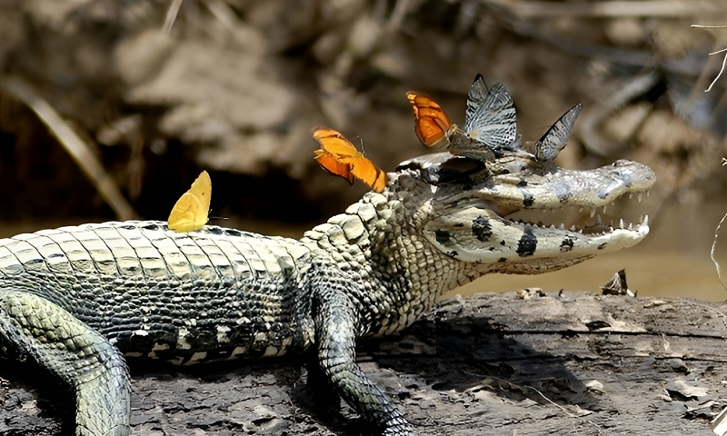 Mơ thấy cá sấu có ý nghĩa gì?