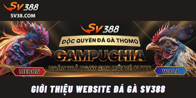 Cách thức chơi đá gà trực tuyến trên SV388