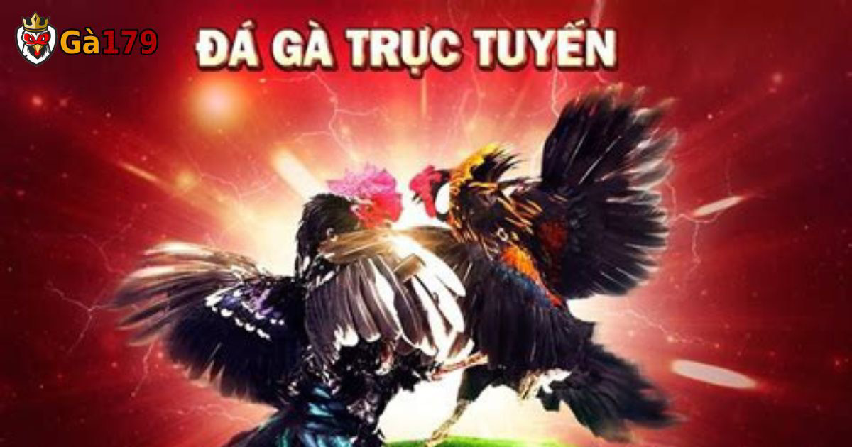 Ga179 là trang web xem trực tiếp và cá cược đá gà hàng đầu hiện nay