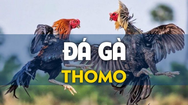 Những lưu ý khi chơi đá gà trực tuyến trên SV388